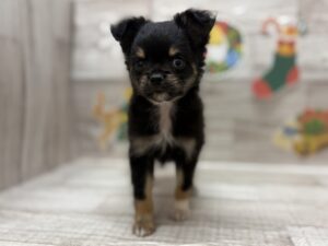 ⑥Mix(チワワ×ミニチュアダックスフンド)　￥206,800(税込)