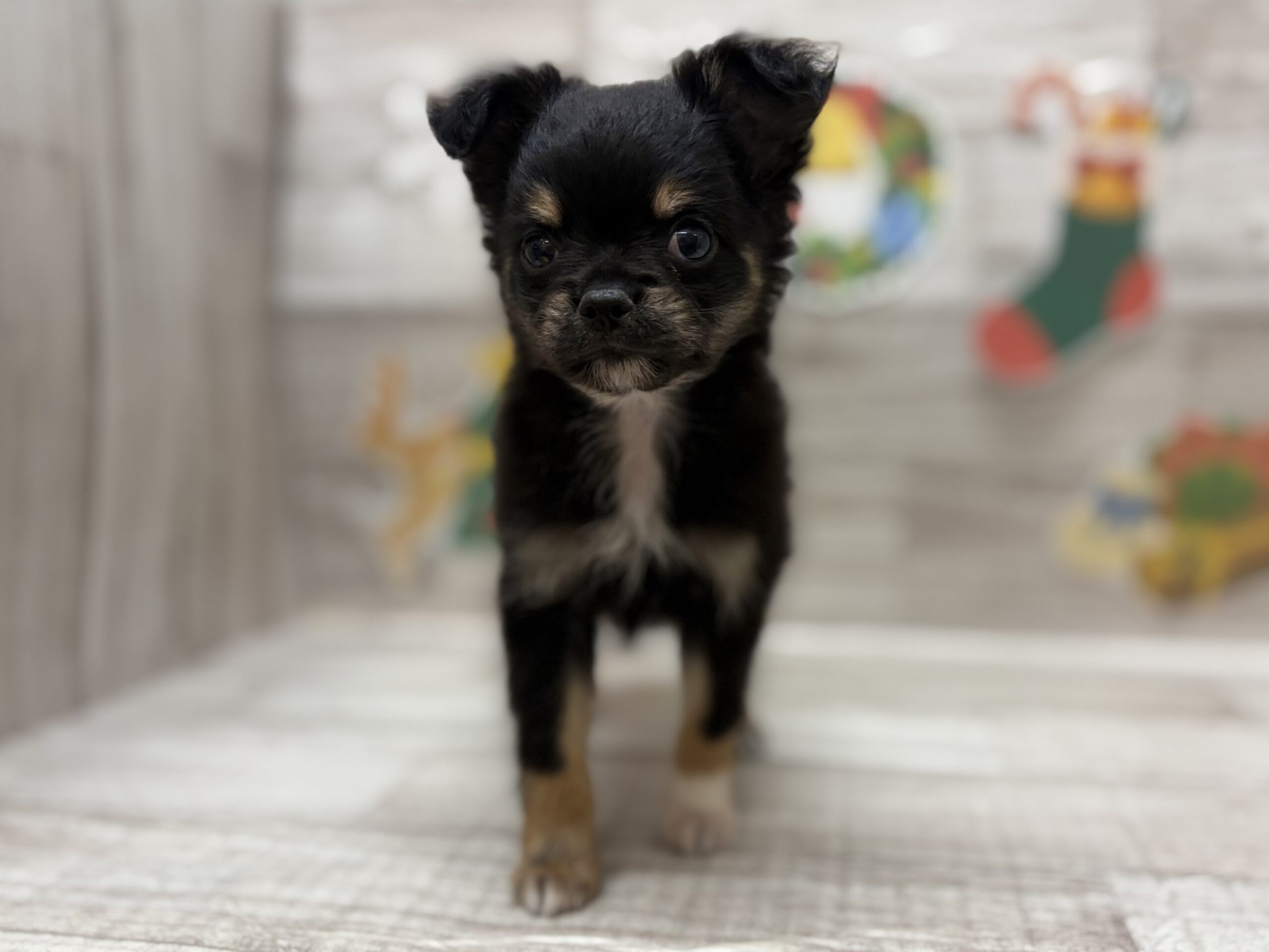 ⑥Mix(チワワ×ミニチュアダックスフンド)