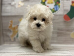 ⑤Mix(トイプードル×マルチーズ)　￥217,800(税込)