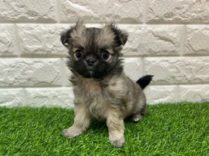 チワワ(ロング)￥240,900(税込)→1/12まで￥207,900(税込)