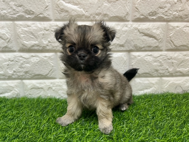 チワワ(ロング)