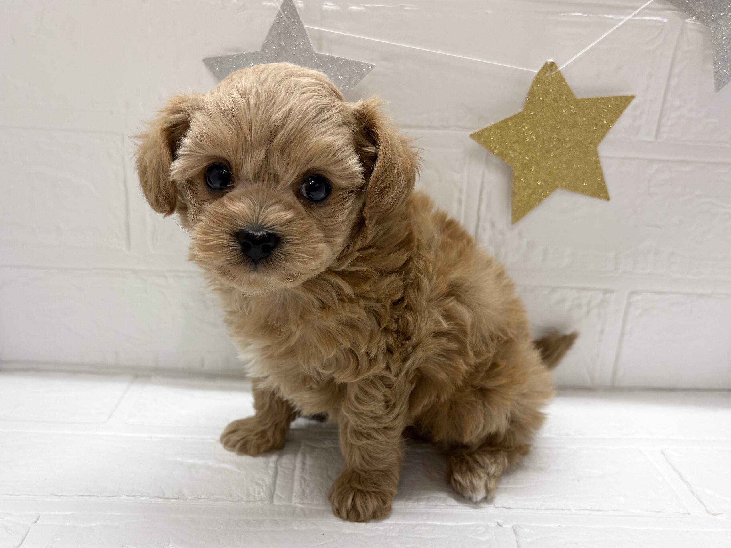 MIX(父チワワ×母トイプードル)