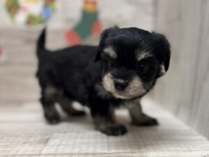 ⑦Mix(マルチーズ×チワワ)　￥217,800(税込)