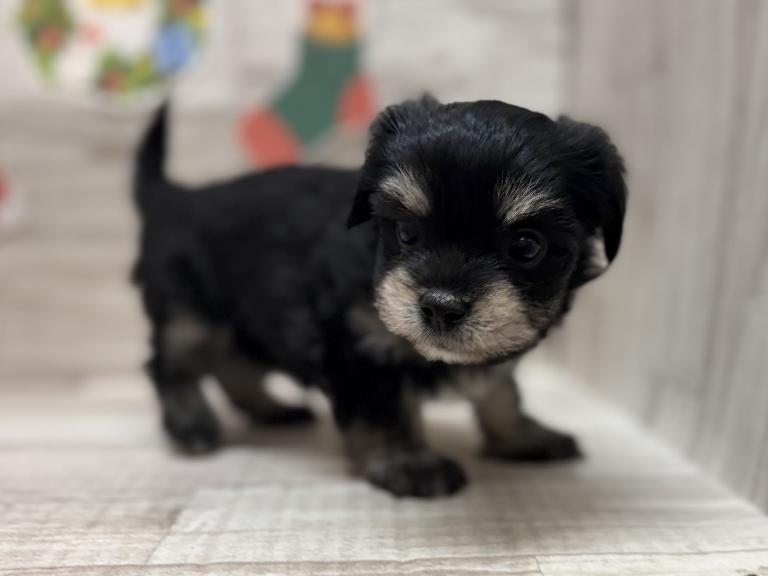 ⑦Mix(マルチーズ×チワワ)