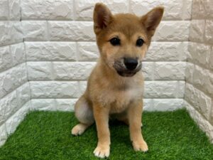 柴犬  ￥141,900(税込)