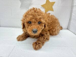 トイプードルalt=