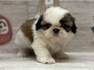 ②シーズー　￥250,800(税込)