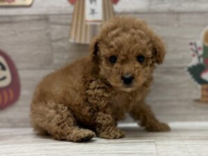 ③トイプードル　￥239,800(税込)