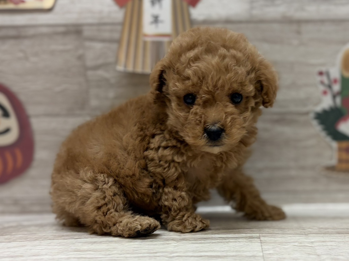 ③トイプードル