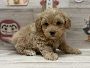 ⑤Mix(マルチーズ×トイプードル)　￥217,800(税込)