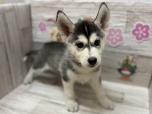 ⑥シベリアンハスキー　￥360,800(税込)