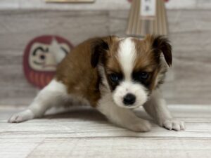 ⑦パピヨン　￥217,800(税込)