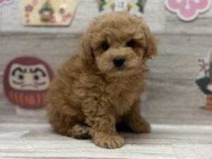 ⑧Mix(トイプードル×ペキニーズ)　￥206,800(税込)