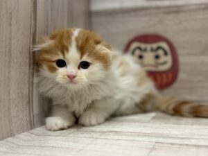 スコティッシュフォールド(折耳)　￥250,800(税込)