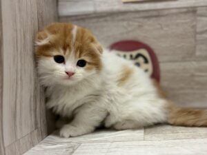 スコティッシュフォールド(折耳)　￥250,800(税込)