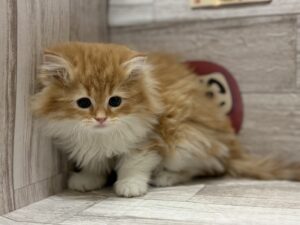 スコティッシュフォールド(立耳)　￥217,800(税込)