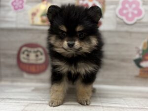 ⑩ラブラドールレトリバーalt=