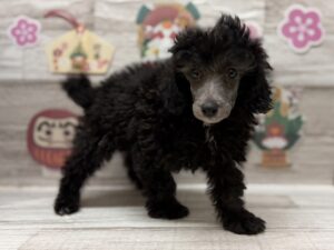 ⑩ラブラドールレトリバーalt=