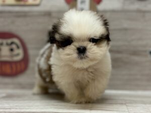 ⑩ラブラドールレトリバーalt=