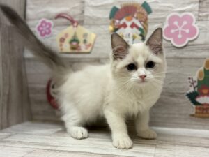 ⑩ラブラドールレトリバーalt=