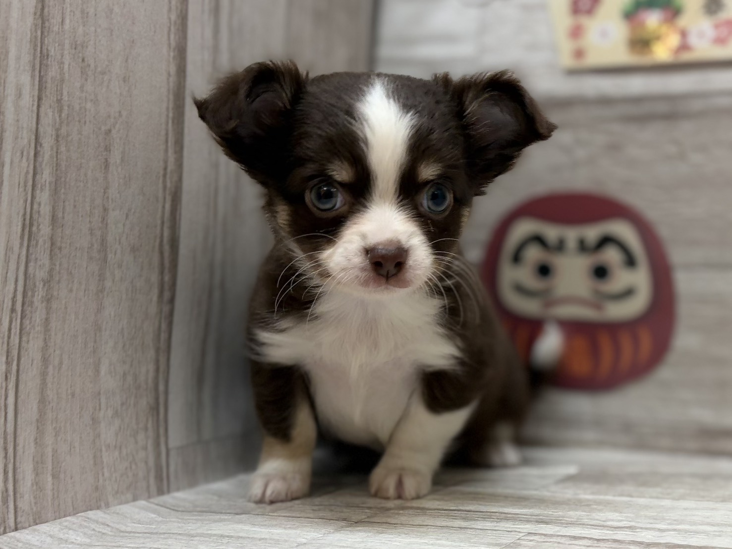 ⑤MIX（チワワ×ミニチュアダックスフンド）