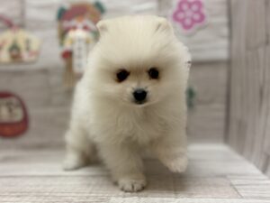 ⑩ラブラドールレトリバーalt=