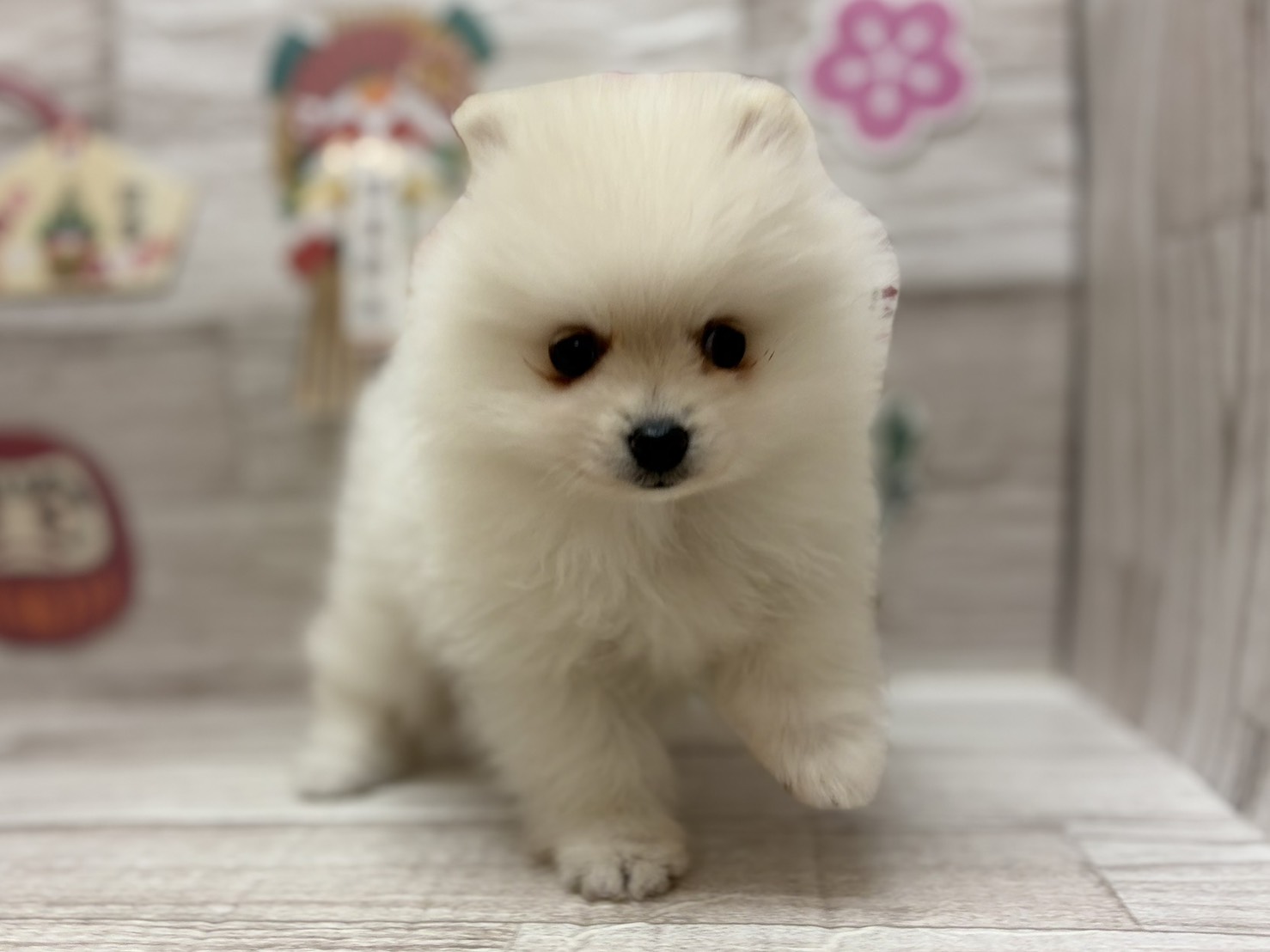 ⑦ポメラニアン