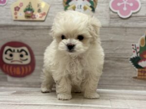 ⑩ラブラドールレトリバーalt=