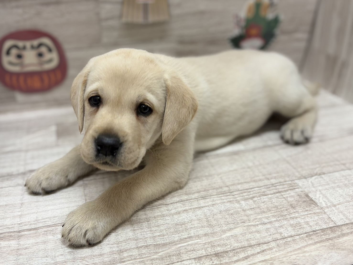 ⑨ラブラドールレトリバー