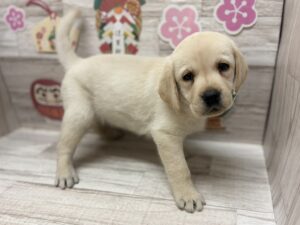 ⑩ラブラドールレトリバーalt=