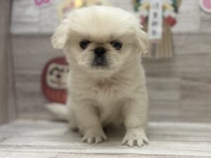 ①ペキニーズalt=