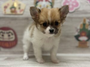 ③Mix(ポメラニアン×チワワ)　￥217,800(税込)