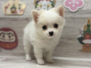 ②Mix(ポメラニアン×チワワ)　￥217,800(税込)