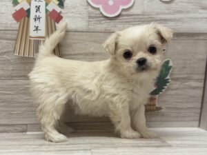 ②Mix（父マルチーズ×母トイプードル）alt=