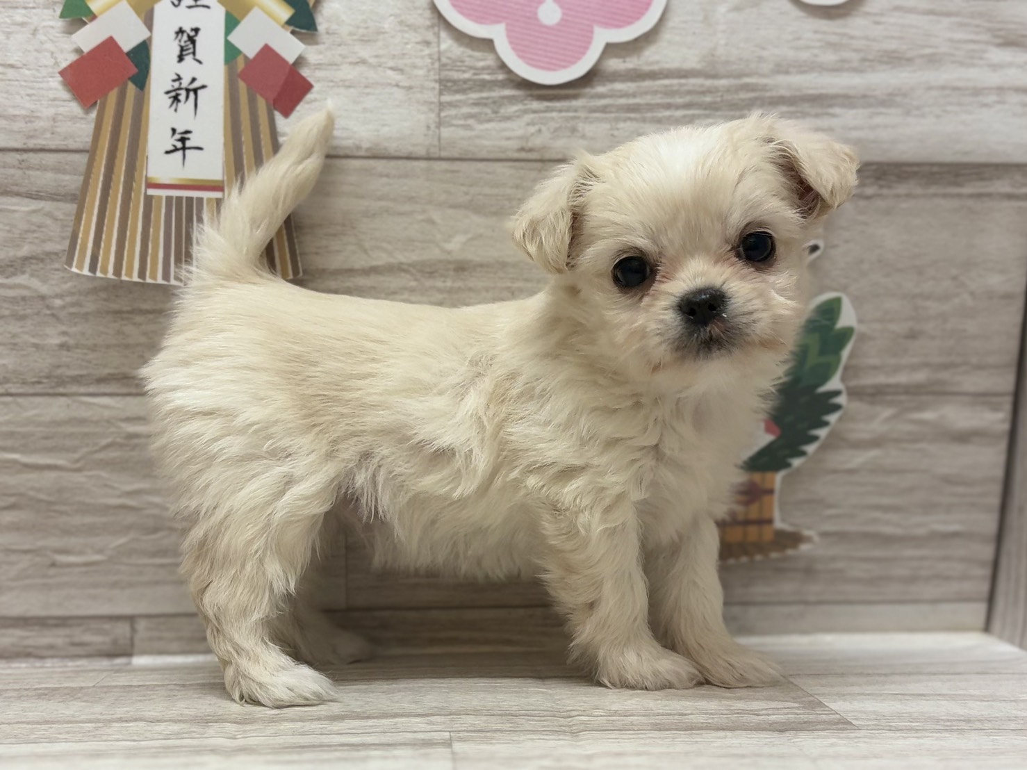 ④Mix(チワワ×マルチーズ)