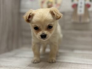 ②Mix（父マルチーズ×母トイプードル）alt=