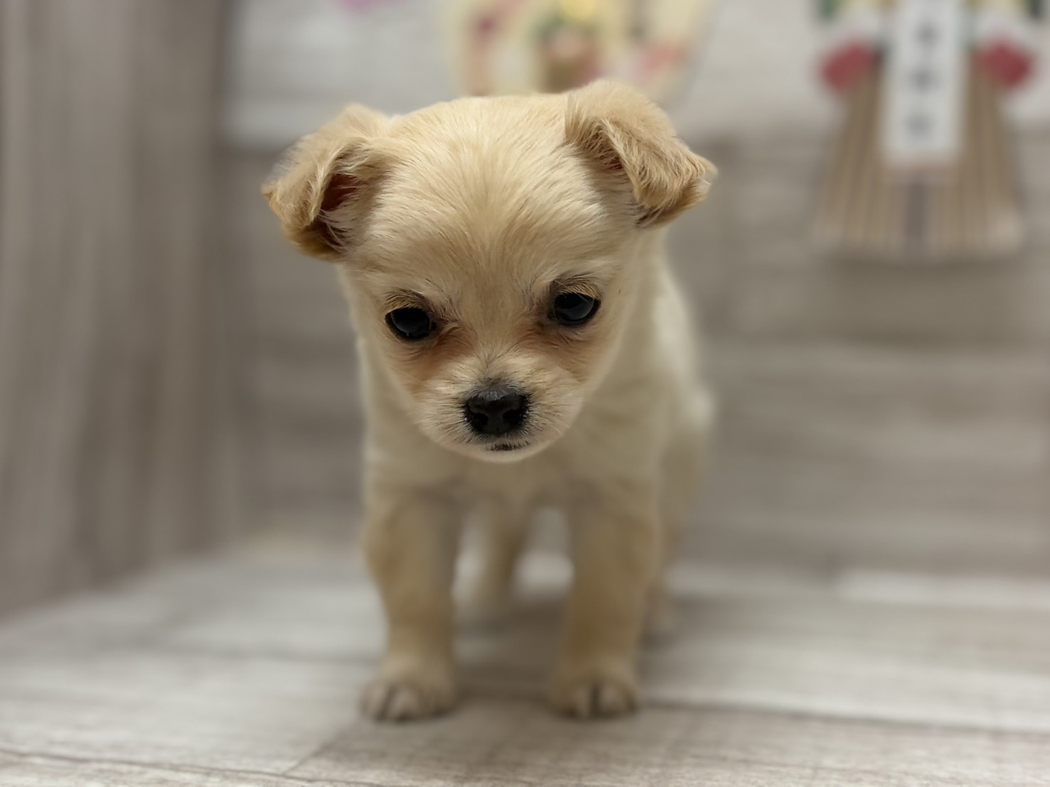 ⑤Mix(チワワ×マルチーズ)　