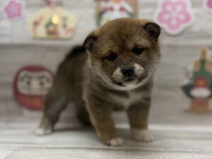 ⑦柴犬　￥239,800(税込)