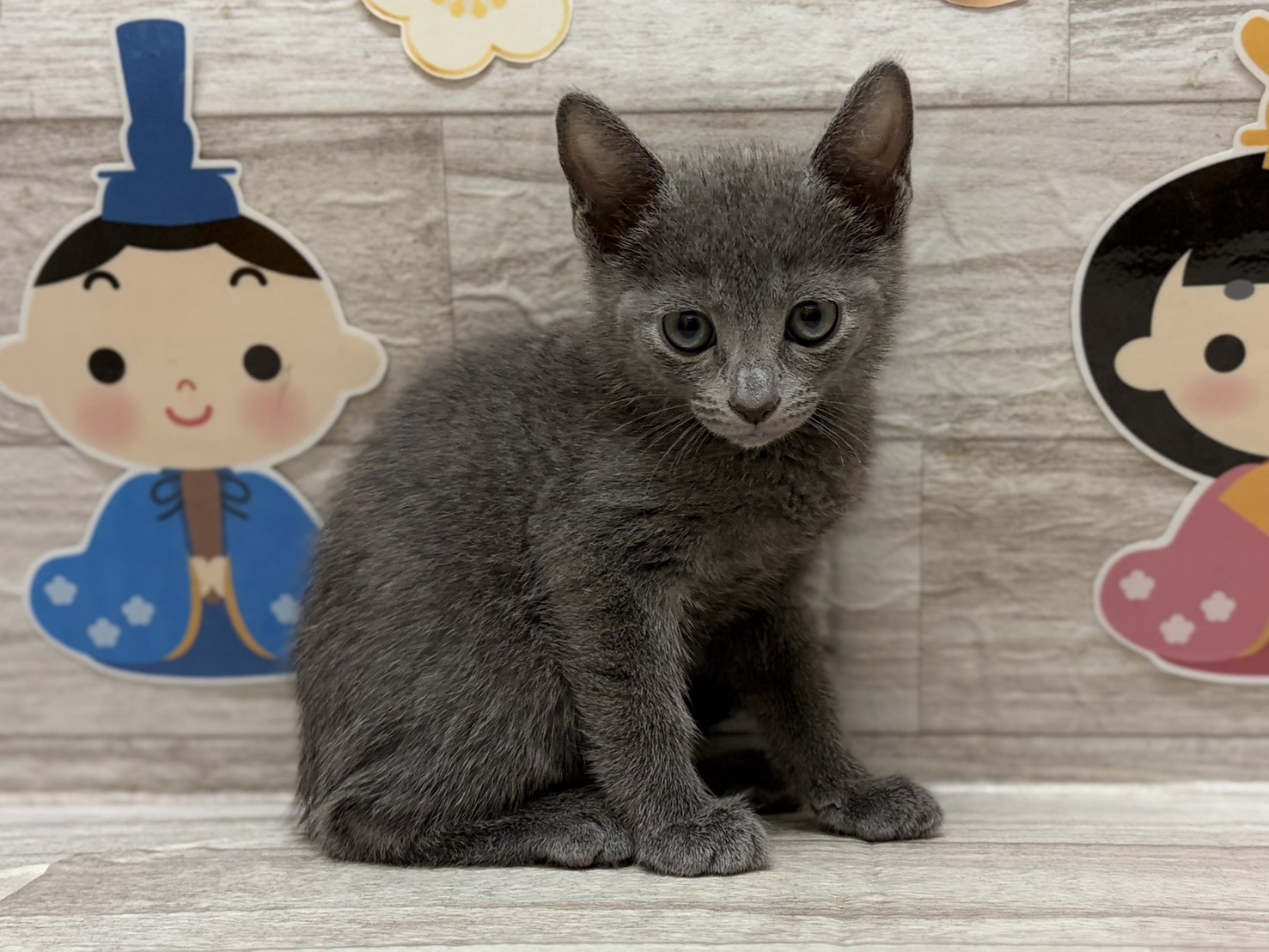 ②ロシアンブルー