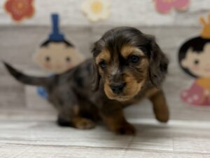 ③ミニチュアダックスフンド　￥305,800(税込)