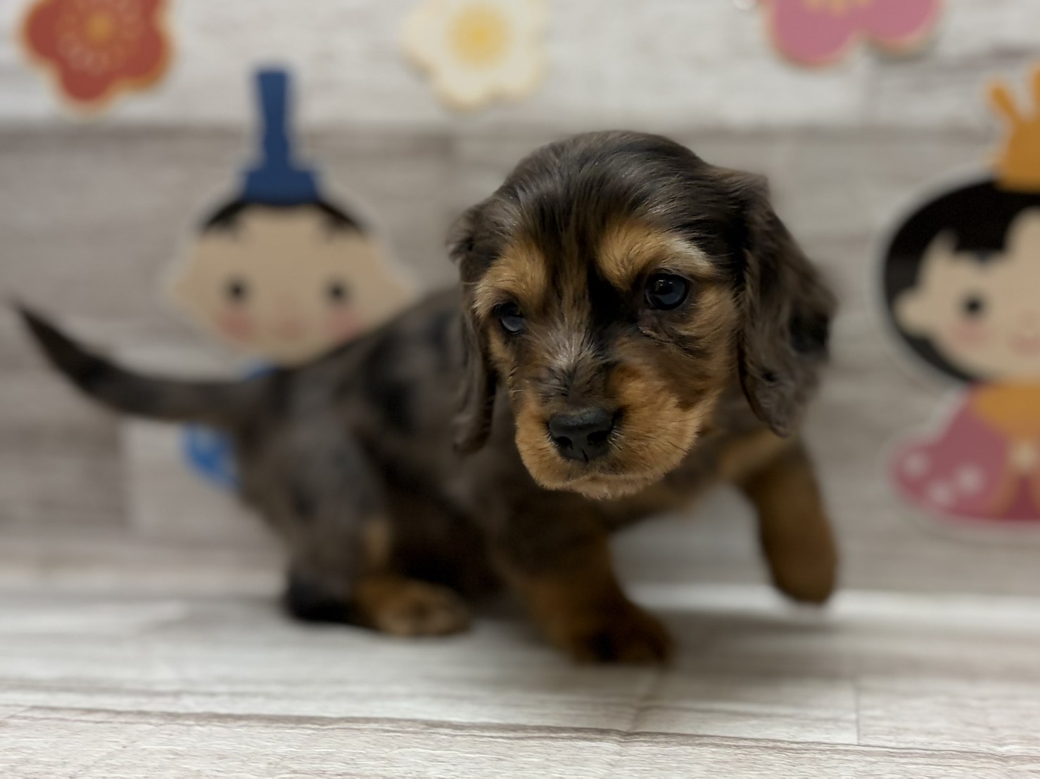 ③ミニチュアダックスフンド