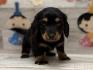 ④ミニチュアダックスフンド　￥294,800(税込)