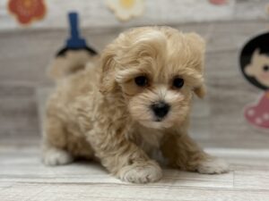 ⑤MIX(マルチーズ×トイプードル)　￥250,800(税込)