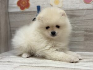 ⑦ポメラニアン　￥327,800(税込)