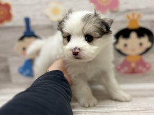 ⑧MIX(マルチーズ×ポメラニアン)　￥217,800(税込)