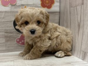 ⑨MIX(トイプードル×ペキニーズ)　￥261,800(税込)→2/13まで￥228,800(税込)