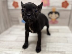 ①フレンチブルドック　￥327,800(税込)→￥283,800(税込)