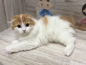 スコティッシュフォールド(折耳)　￥250,800(税込)→3/15まで￥217,800(税込)