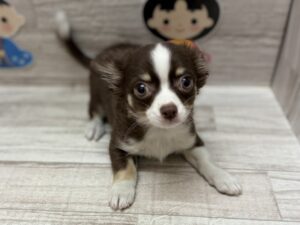 ④ラグドールalt=