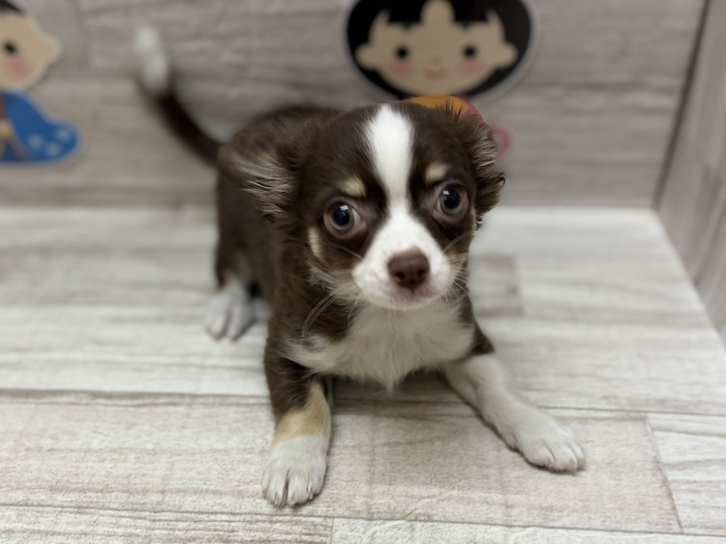 ⑤MIX（チワワ×ミニチュアダックスフンド）